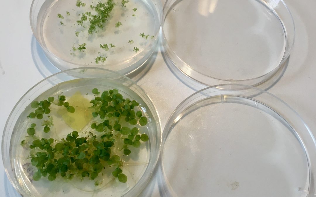 Bio at Home: Spores, Plants, and DNA